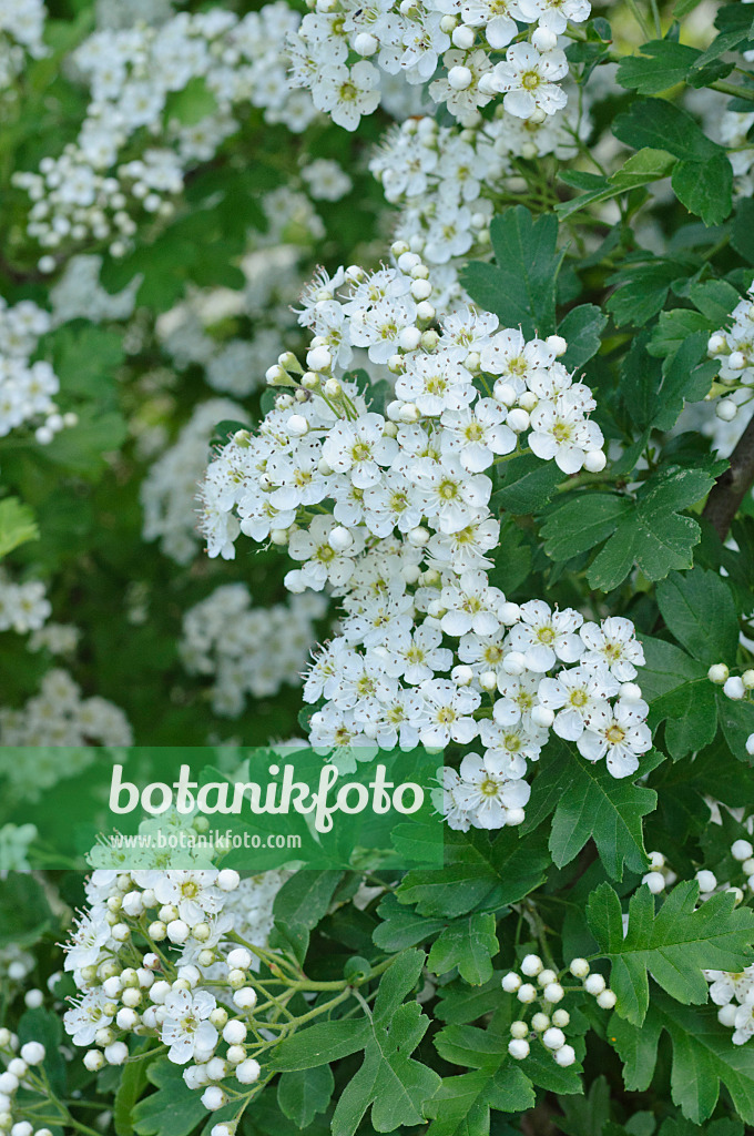 472262 - Small-flowered black hawthorn (Crataegus pentagyna)