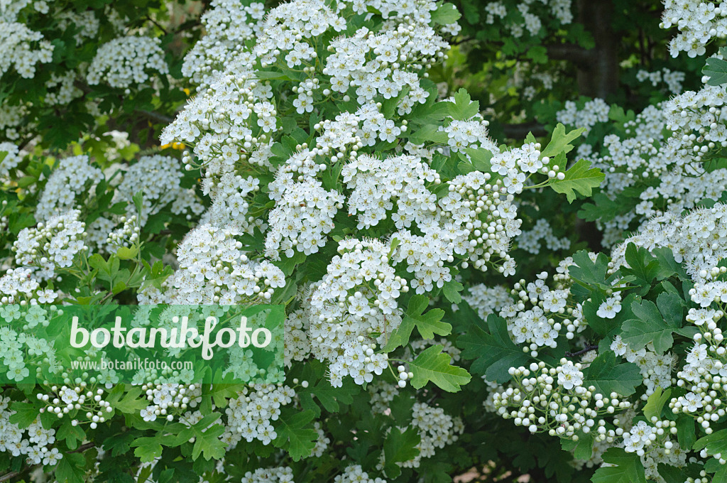 472263 - Small-flowered black hawthorn (Crataegus pentagyna)