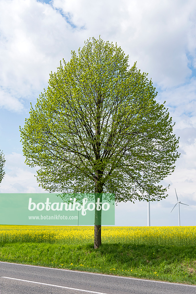 651555 - Small-leaved lime (Tilia cordata 'Greenspire')