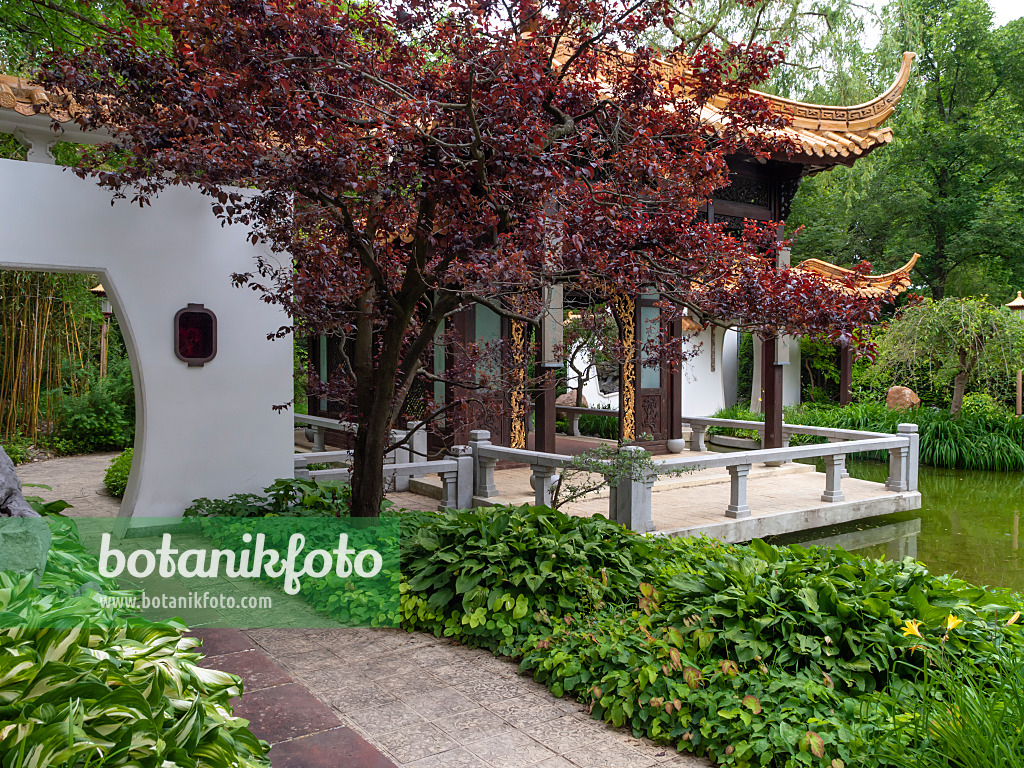 426090 - Small pagoda with wooden terrace and pond, Chinese Garden, Westpark, Munich, Germany