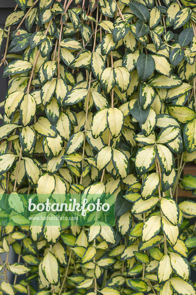 675383 - Smaller periwinkle (Vinca minor 'Illumination')