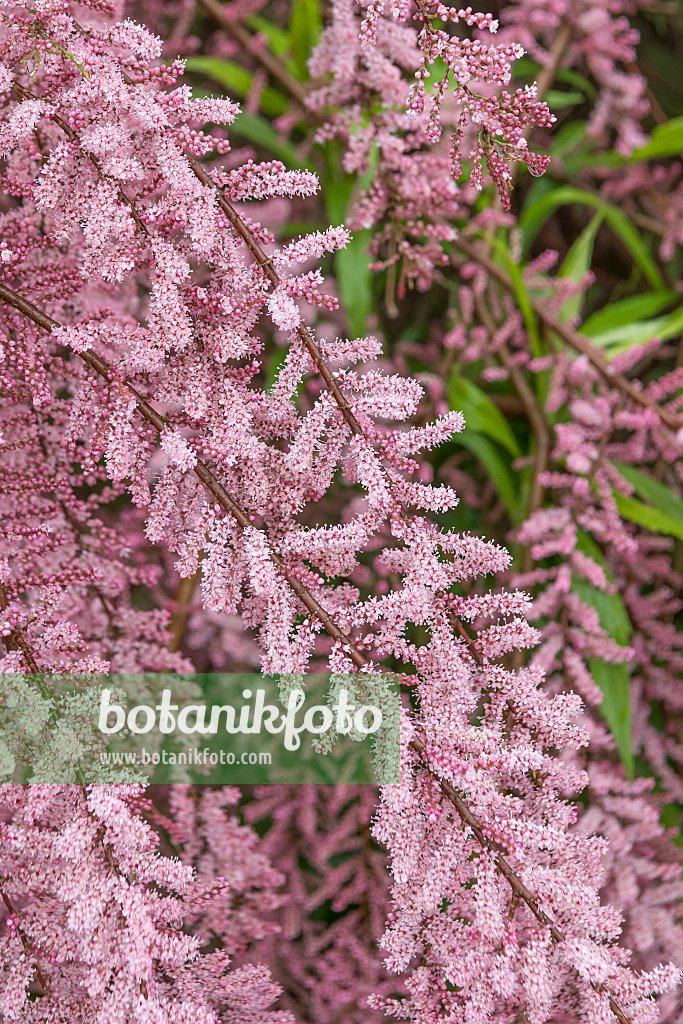 664455 - Smallflower tamarisk (Tamarix parviflora)