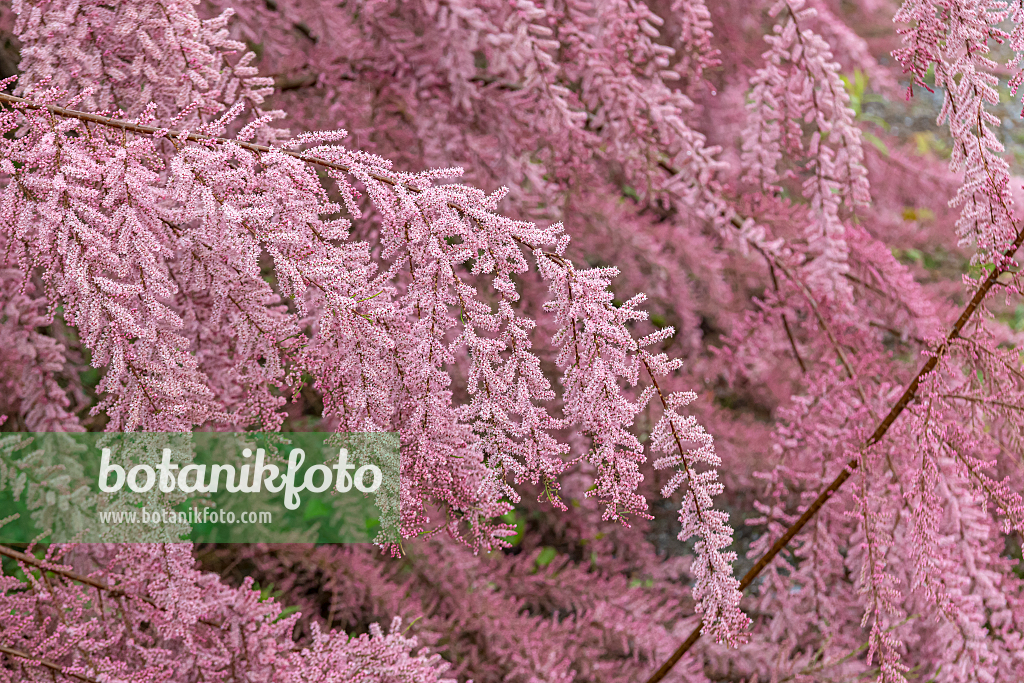 664456 - Smallflower tamarisk (Tamarix parviflora)