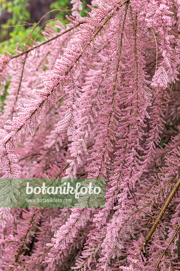 664457 - Smallflower tamarisk (Tamarix parviflora)