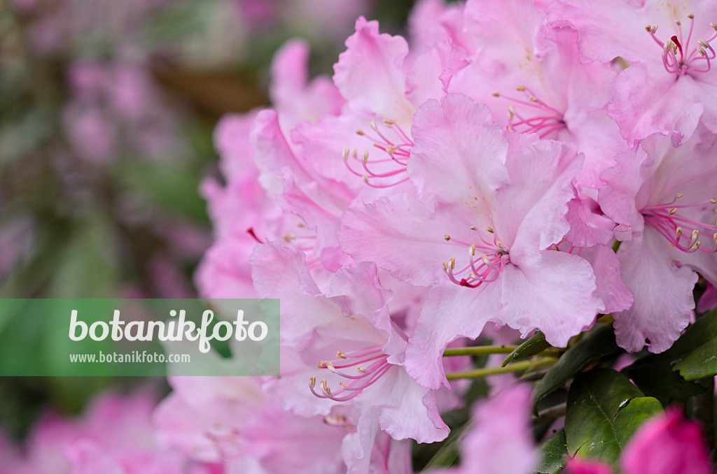 520230 - Smirnow's rhododendron (Rhododendron smirnowii)