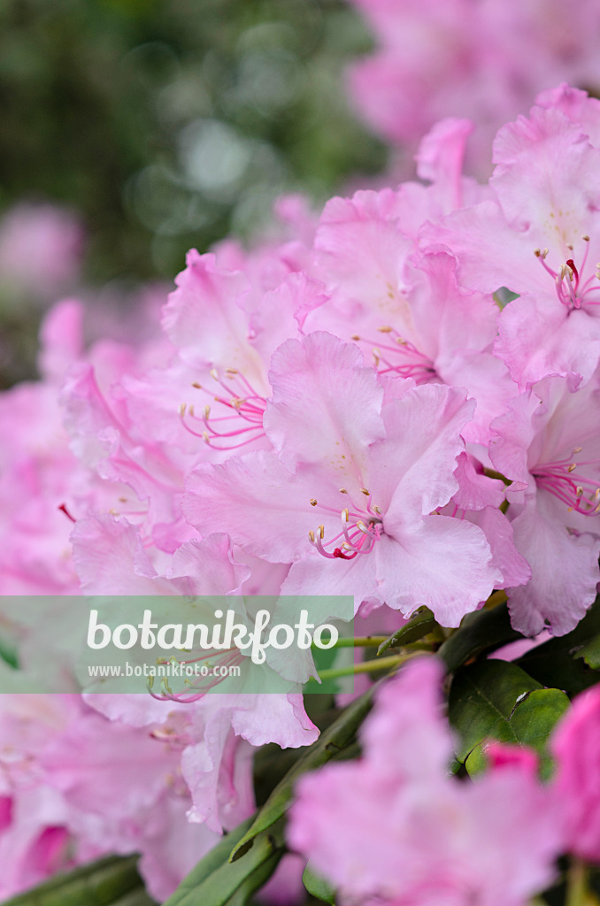 520231 - Smirnow's rhododendron (Rhododendron smirnowii)