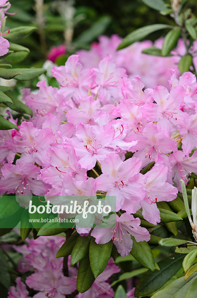 520232 - Smirnow's rhododendron (Rhododendron smirnowii)