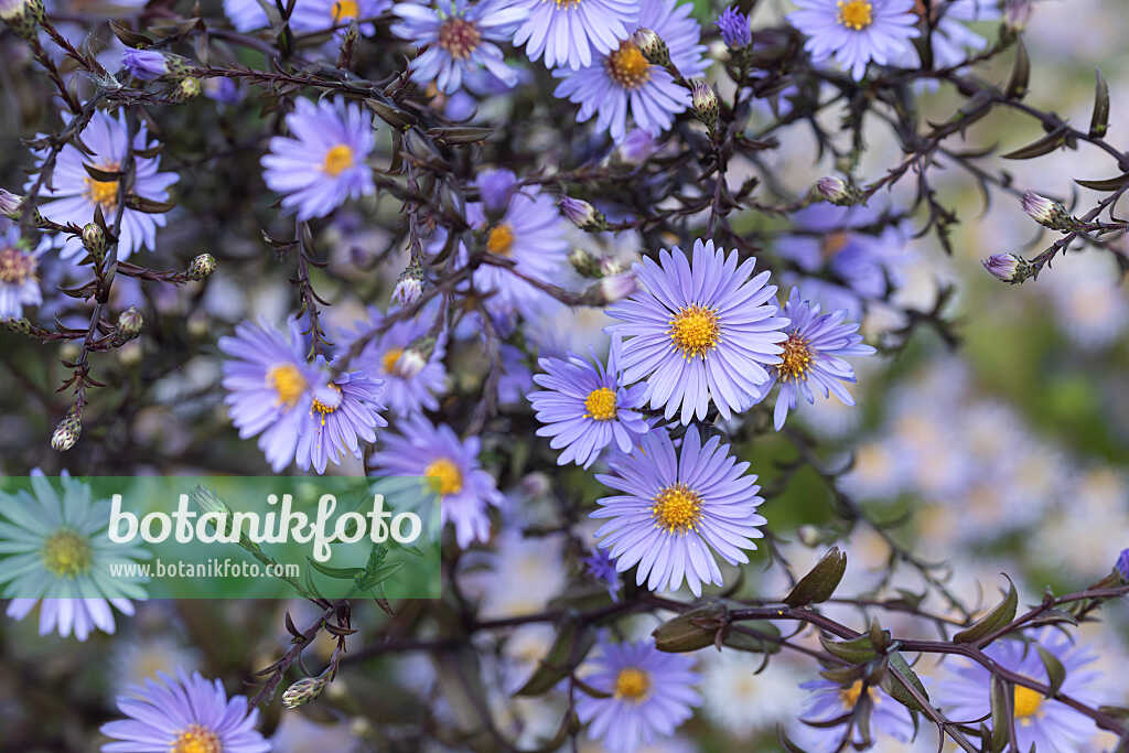 675023 - Smooth aster (Aster laevis 'Calliope')