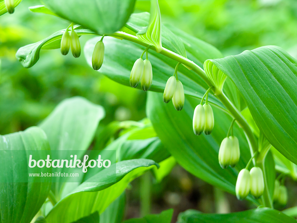 437170 - Smooth Solomon's seal (Polygonatum biflorum syn. Polygonatum giganteum)