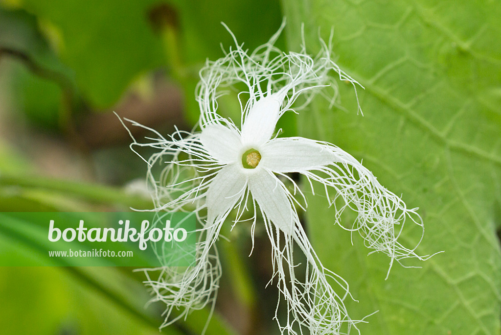 559151 - Snake gourd (Trichosanthes cucumerina)