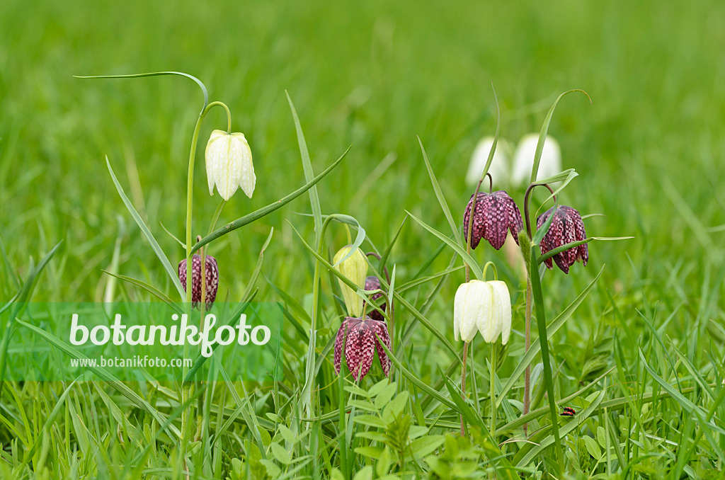 495164 - Snake's head (Fritillaria meleagris)