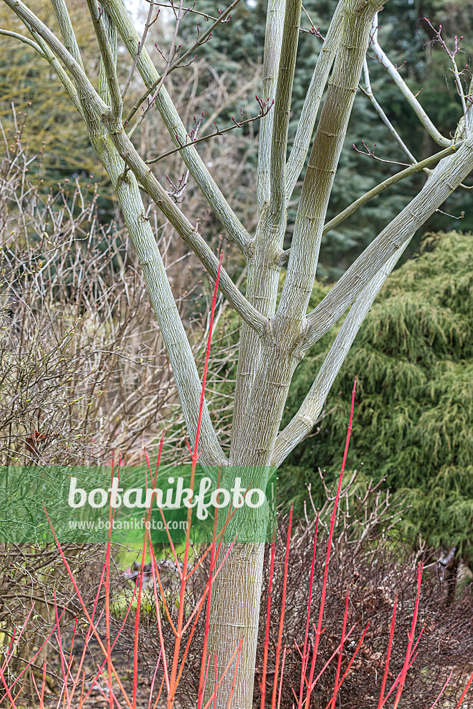 625119 - Snakebark maple (Acer x conspicuum 'Candy Stripe')