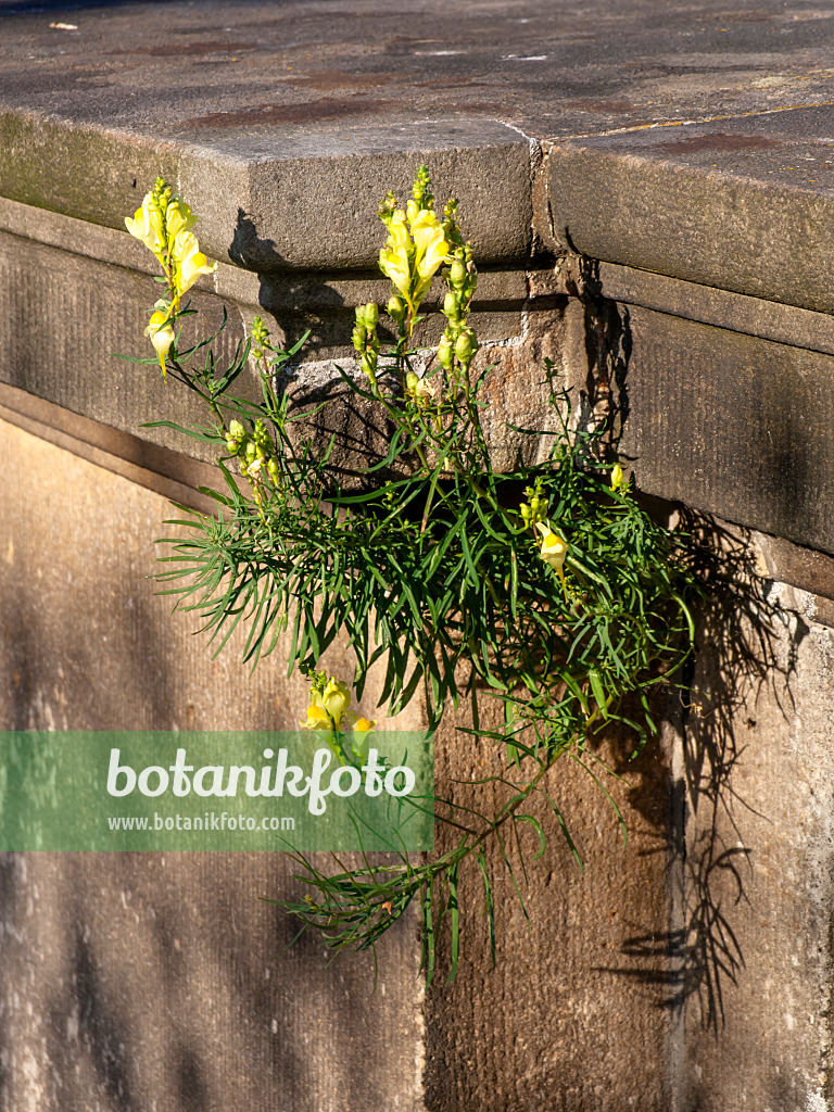451005 - Snapdragon (Antirrhinum)