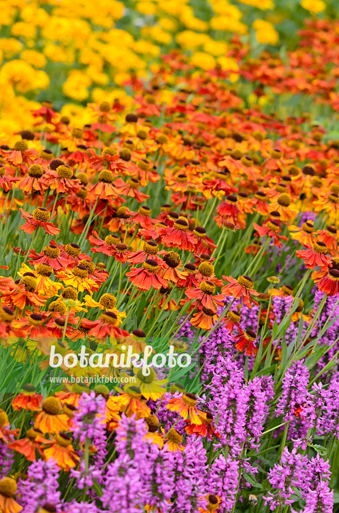 522068 - Sneezeweed (Helenium) and betony (Stachys)