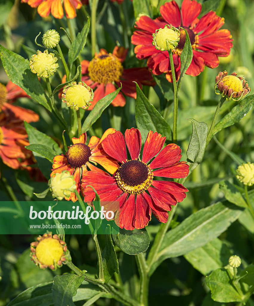 651313 - Sneezeweed (Helenium Baudirektor Linne)