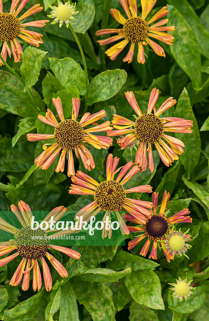 675046 - Sneezeweed (Helenium Betty)