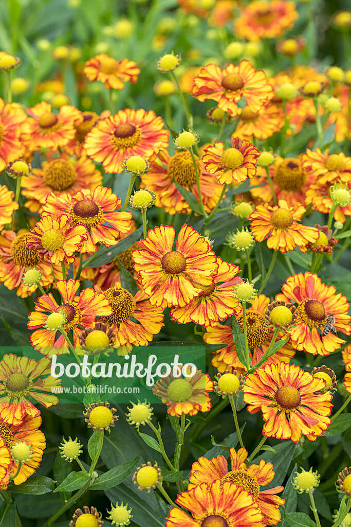 675050 - Sneezeweed (Helenium Can Can)