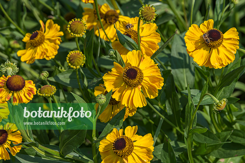 664168 - Sneezeweed (Helenium El Dorado)
