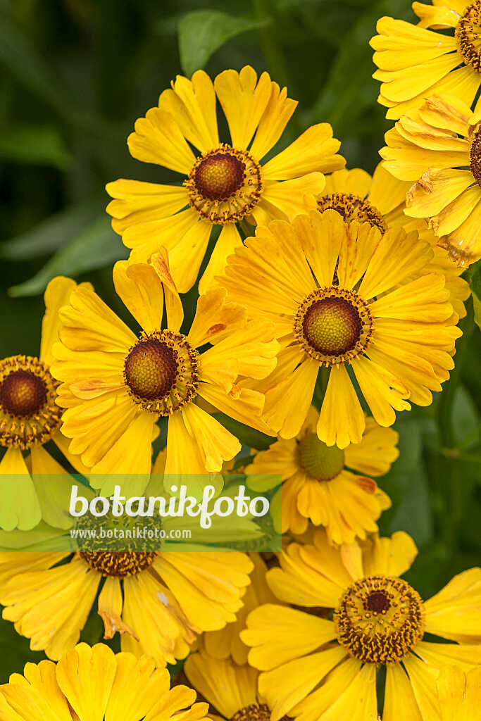 675056 - Sneezeweed (Helenium Goldrausch)