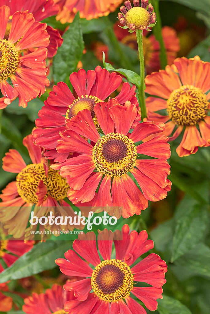 675057 - Sneezeweed (Helenium Indianersommer)