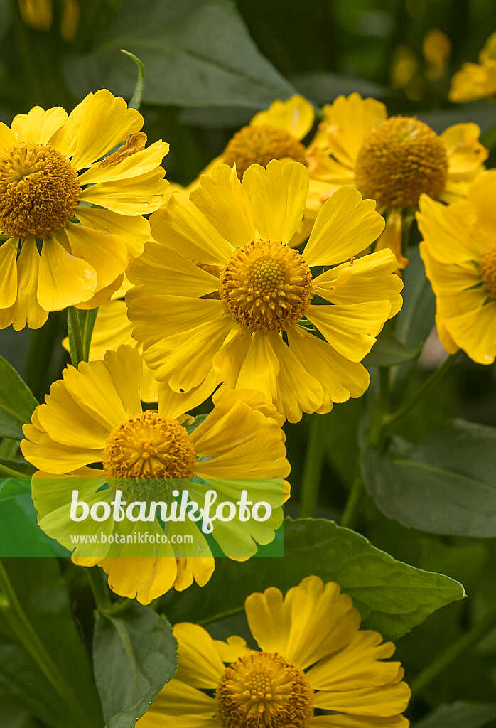 675059 - Sneezeweed (Helenium Kugelsonne)