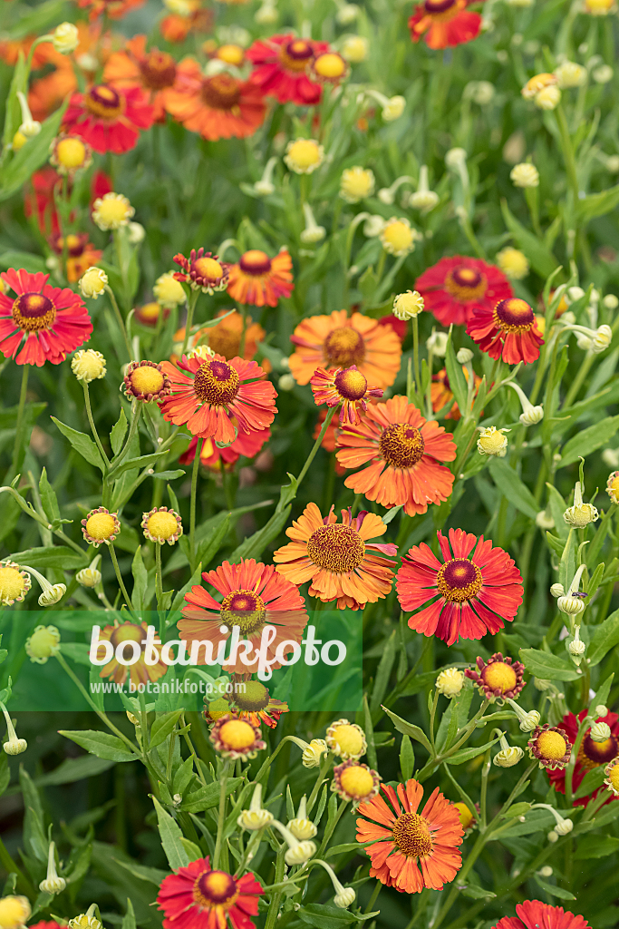 664169 - Sneezeweed (Helenium Little Orange)
