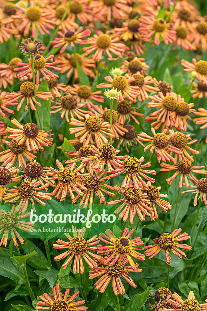 675060 - Sneezeweed (Helenium Loysder Wieck)