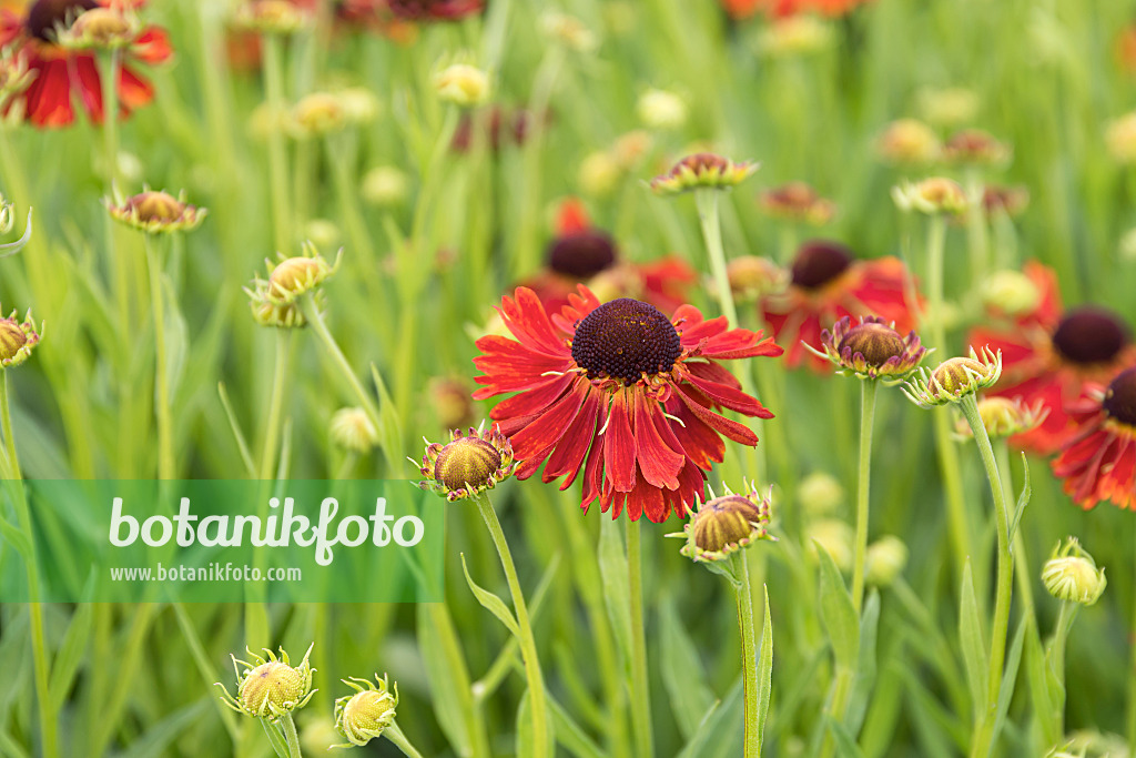651314 - Sneezeweed (Helenium Moerheim Beauty)