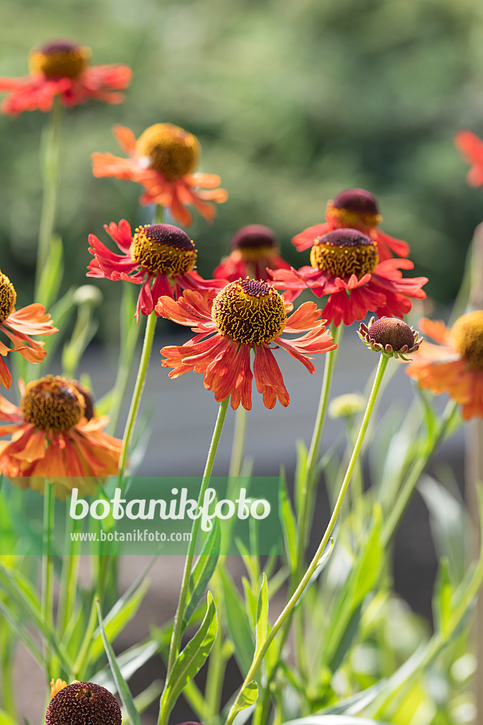 664170 - Sneezeweed (Helenium Moerheim Beauty)