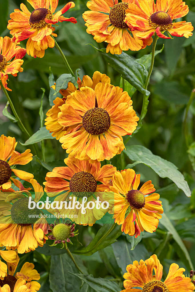 675061 - Sneezeweed (Helenium Moth)