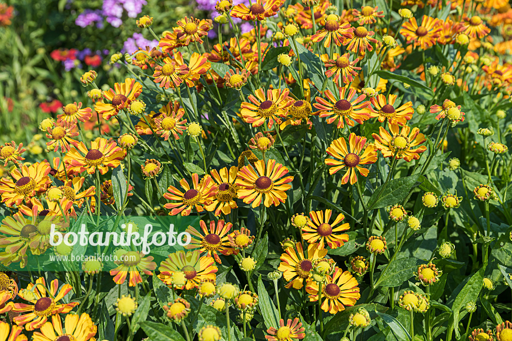 651315 - Sneezeweed (Helenium Rauchtopas)