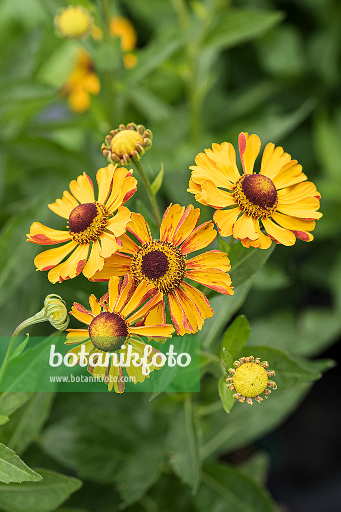 651316 - Sneezeweed (Helenium Rauchtopas)