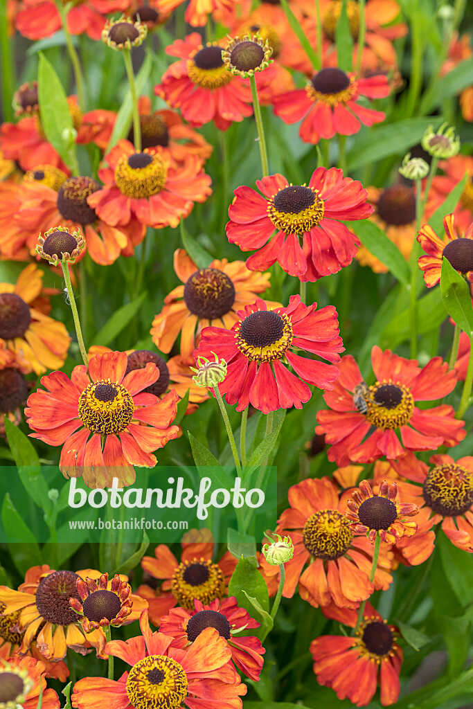 675063 - Sneezeweed (Helenium Red Army)