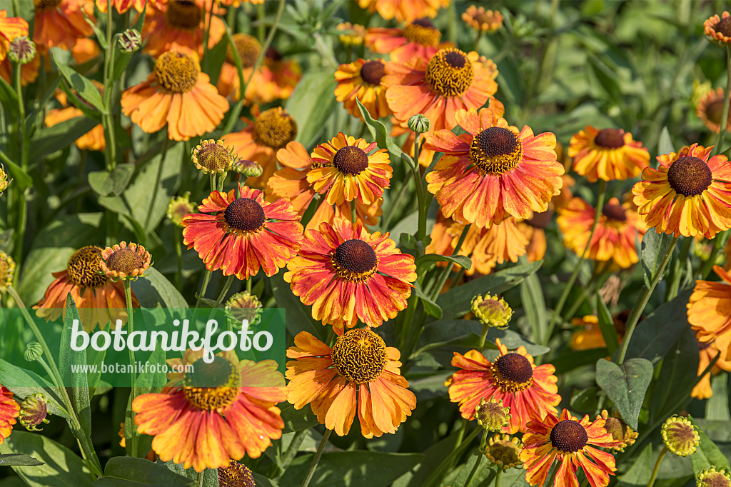 664171 - Sneezeweed (Helenium Sahin's Early Flowerer)