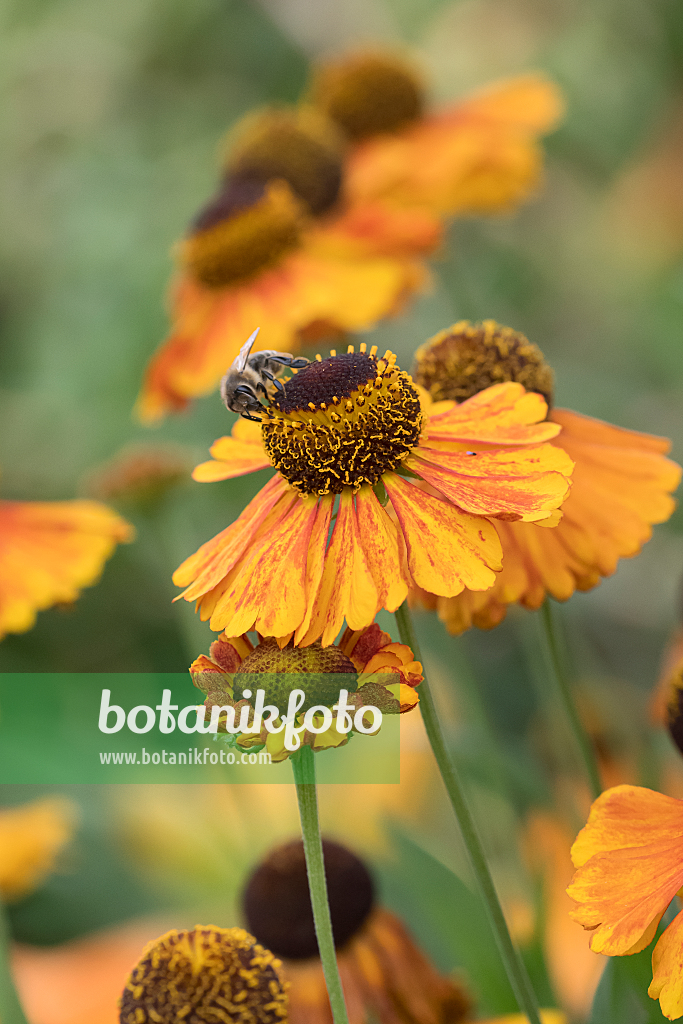 664172 - Sneezeweed (Helenium Sahin's Early Flowerer)
