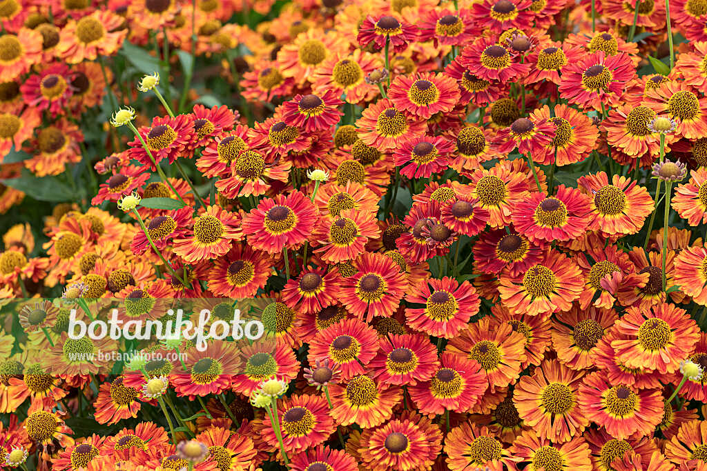 675064 - Sneezeweed (Helenium Salsa)