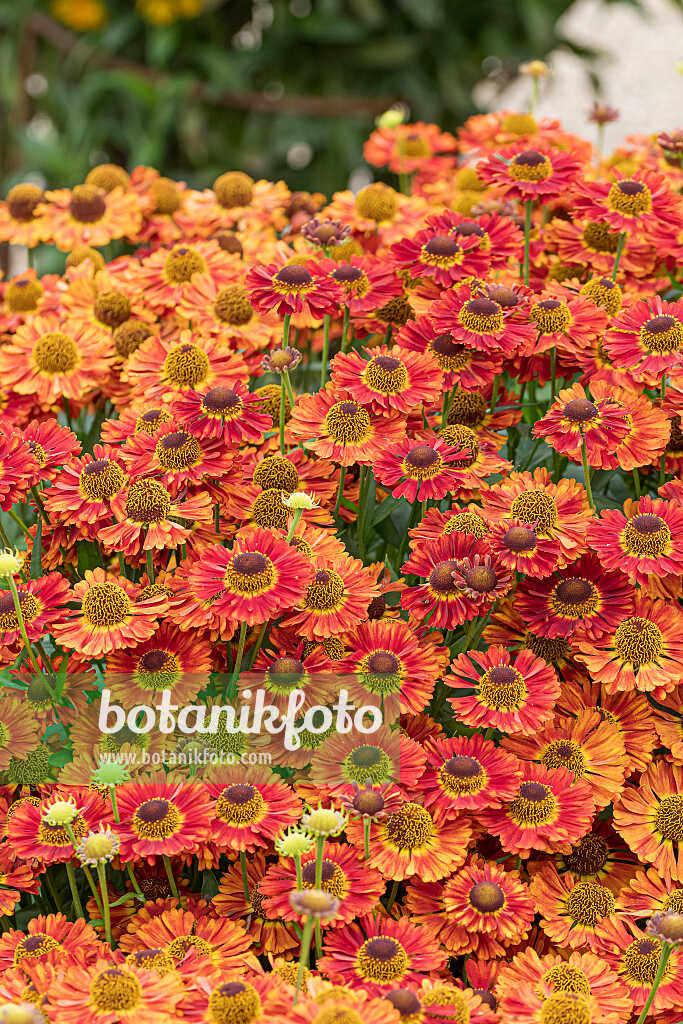 675066 - Sneezeweed (Helenium Salsa)