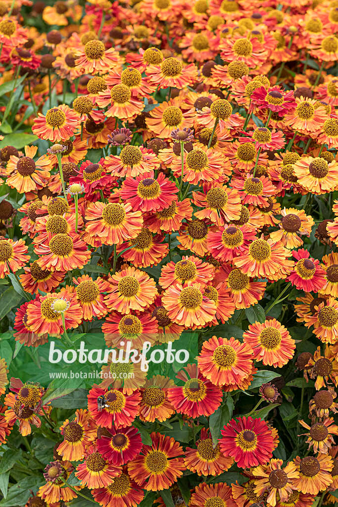 675067 - Sneezeweed (Helenium Salsa)