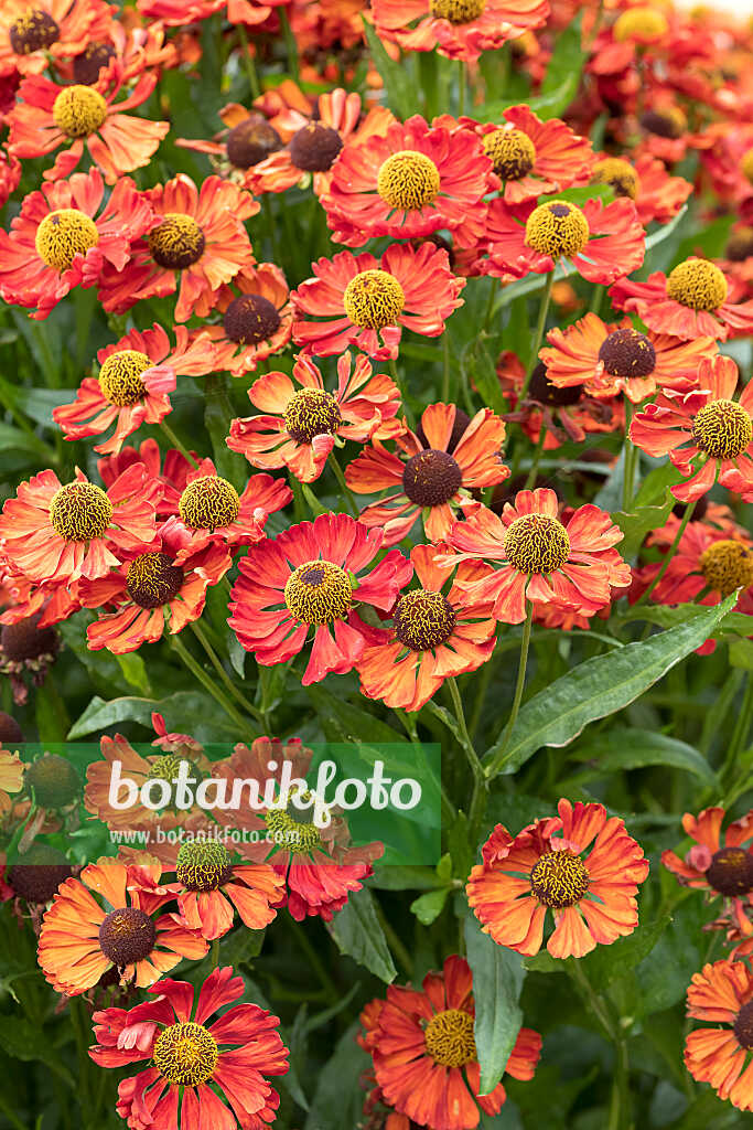 675069 - Sneezeweed (Helenium Sophie zur Linden)