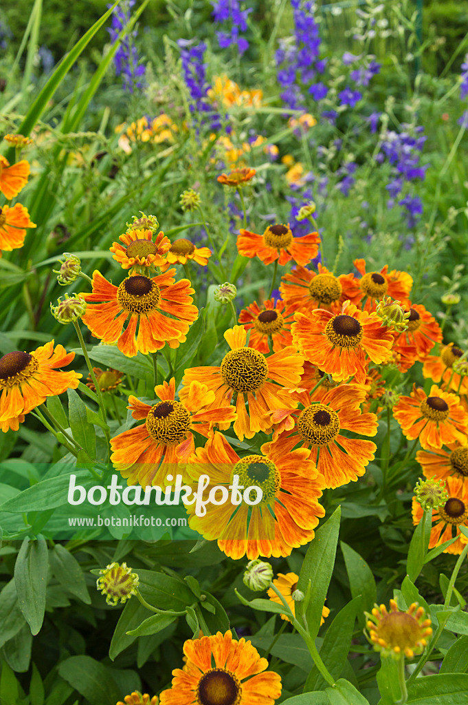 510046 - Sneezeweed (Helenium Waltraut)