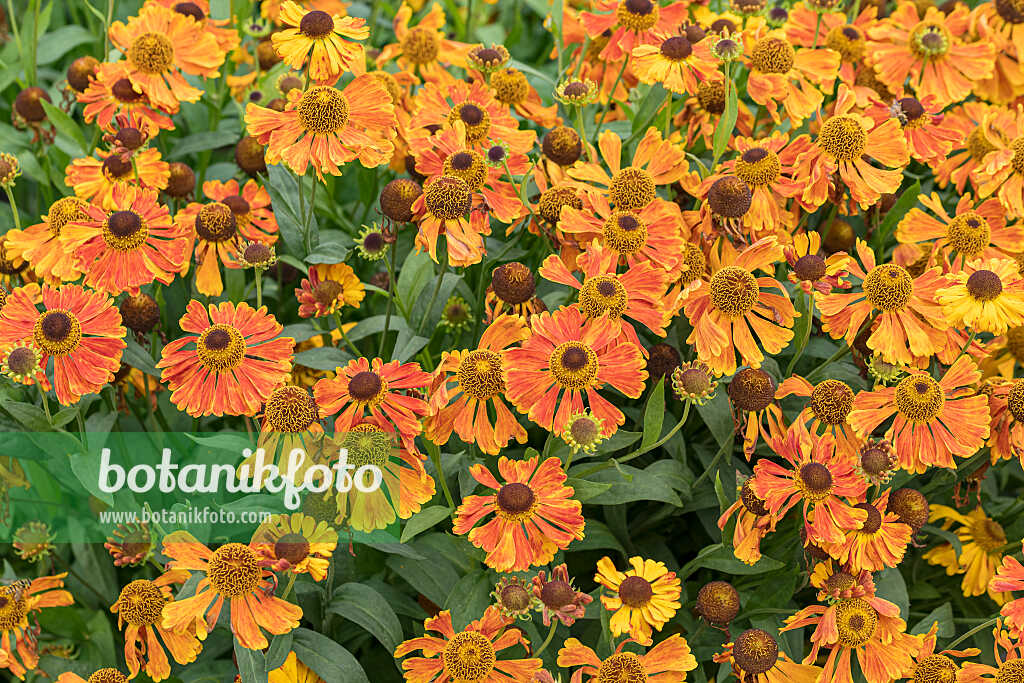 675072 - Sneezeweed (Helenium Waltraut)