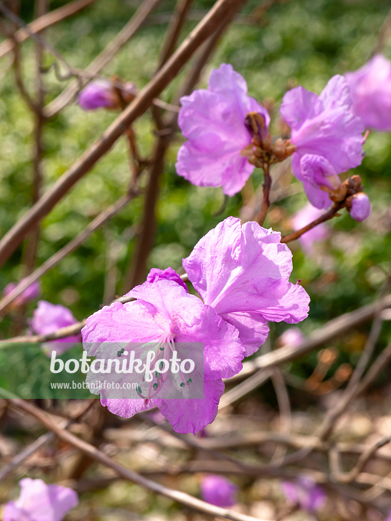447008 - Snow azalea (Rhododendron mucronulatum)