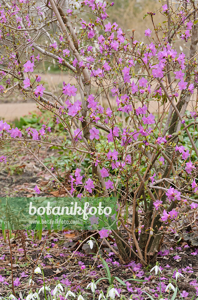 530013 - Snow azalea (Rhododendron mucronulatum)
