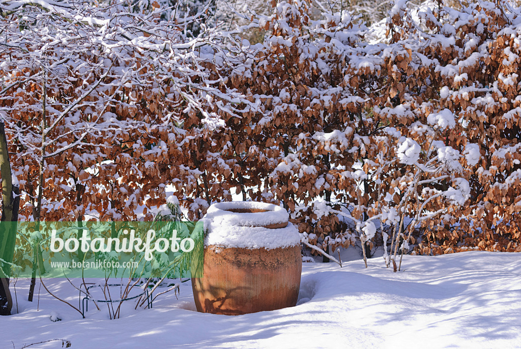 488152 - Snow-covered large plant pot in front of a leafy beech hedge in a sunny winter garden