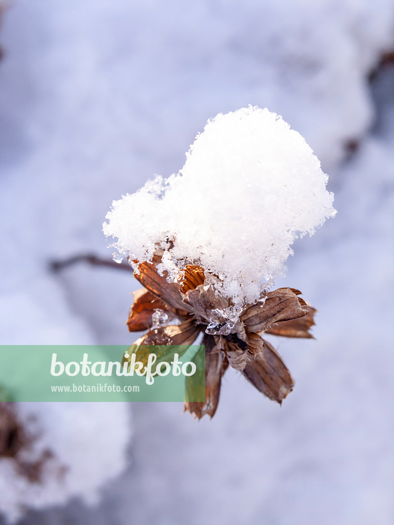 434024 - Snow-covered seed head