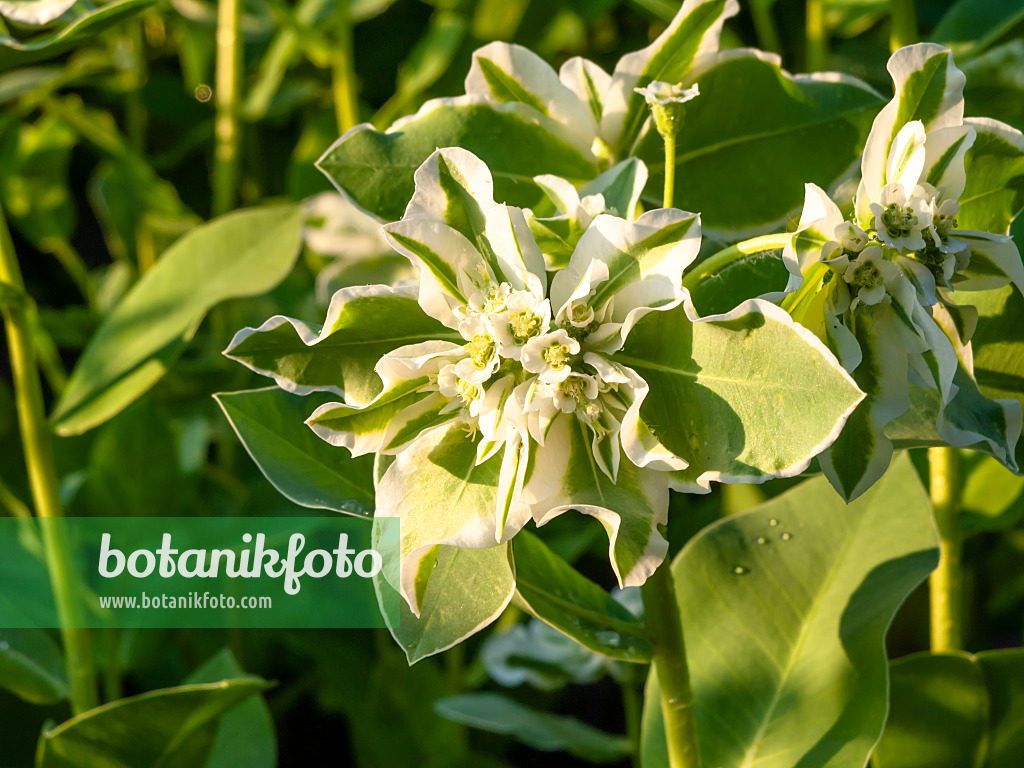 462189 - Snow on the mountain (Euphorbia marginata)