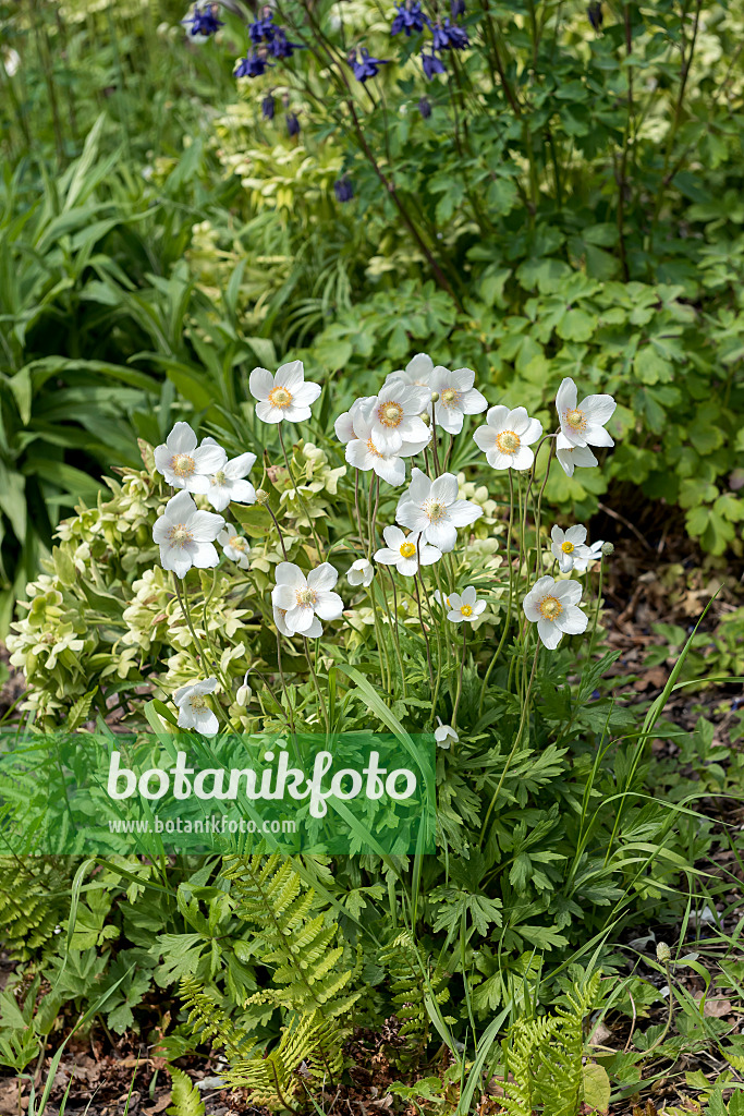 651066 - Snowdrop anemone (Anemone sylvestris)