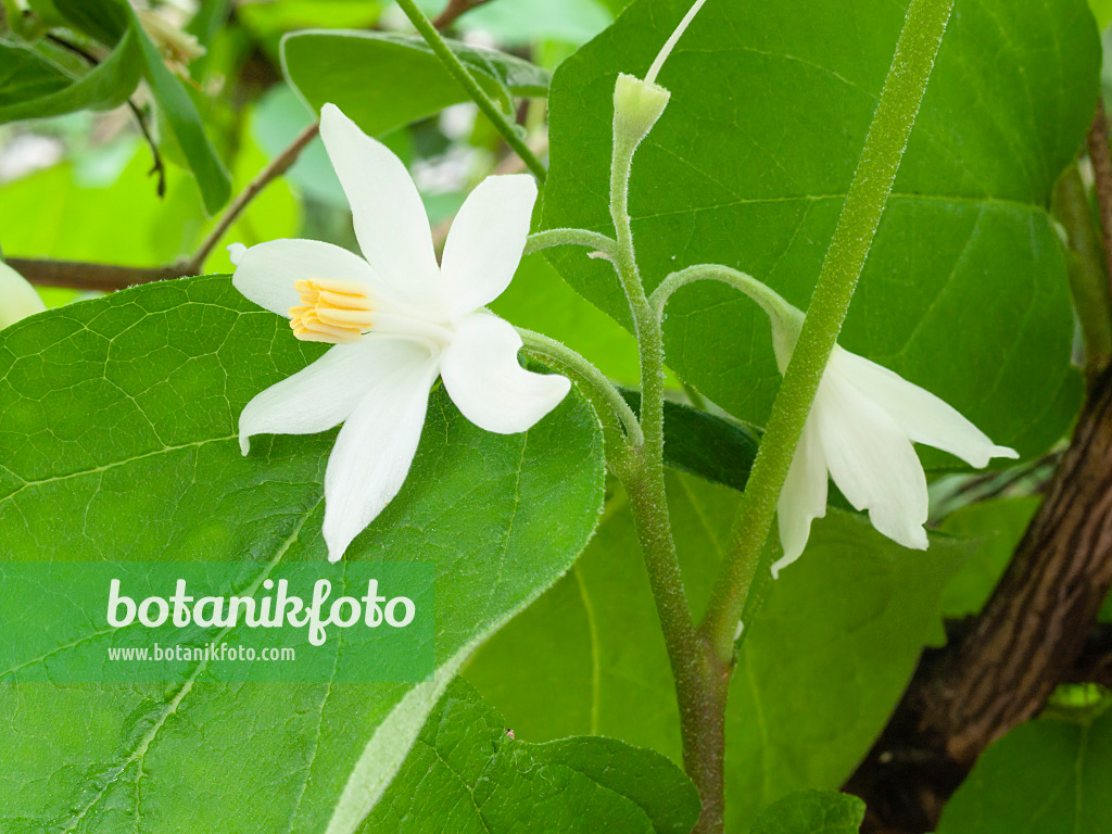 400024 - Snowdrop bush (Styrax officinalis)