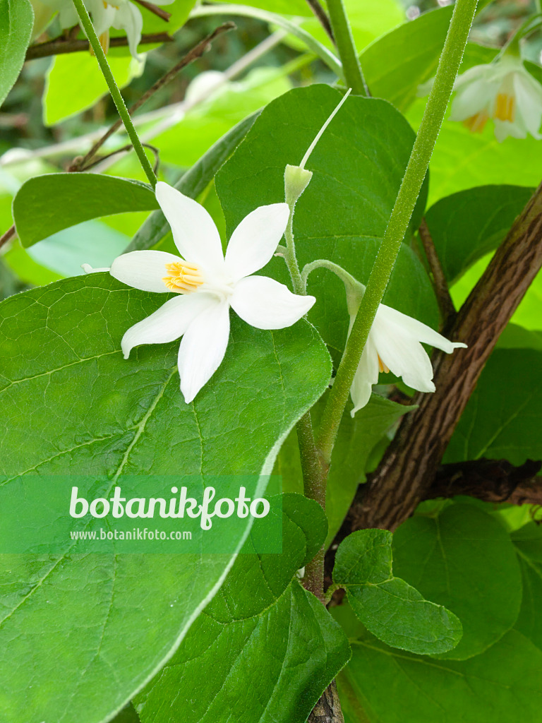 400025 - Snowdrop bush (Styrax officinalis)