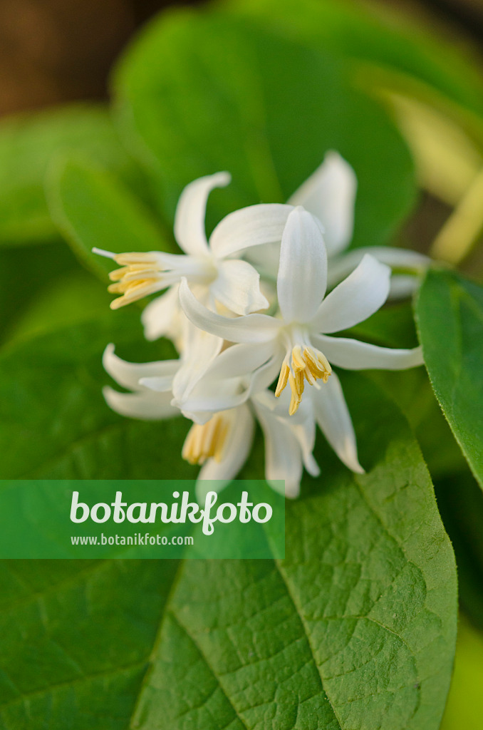 518129 - Snowdrop bush (Styrax officinalis)